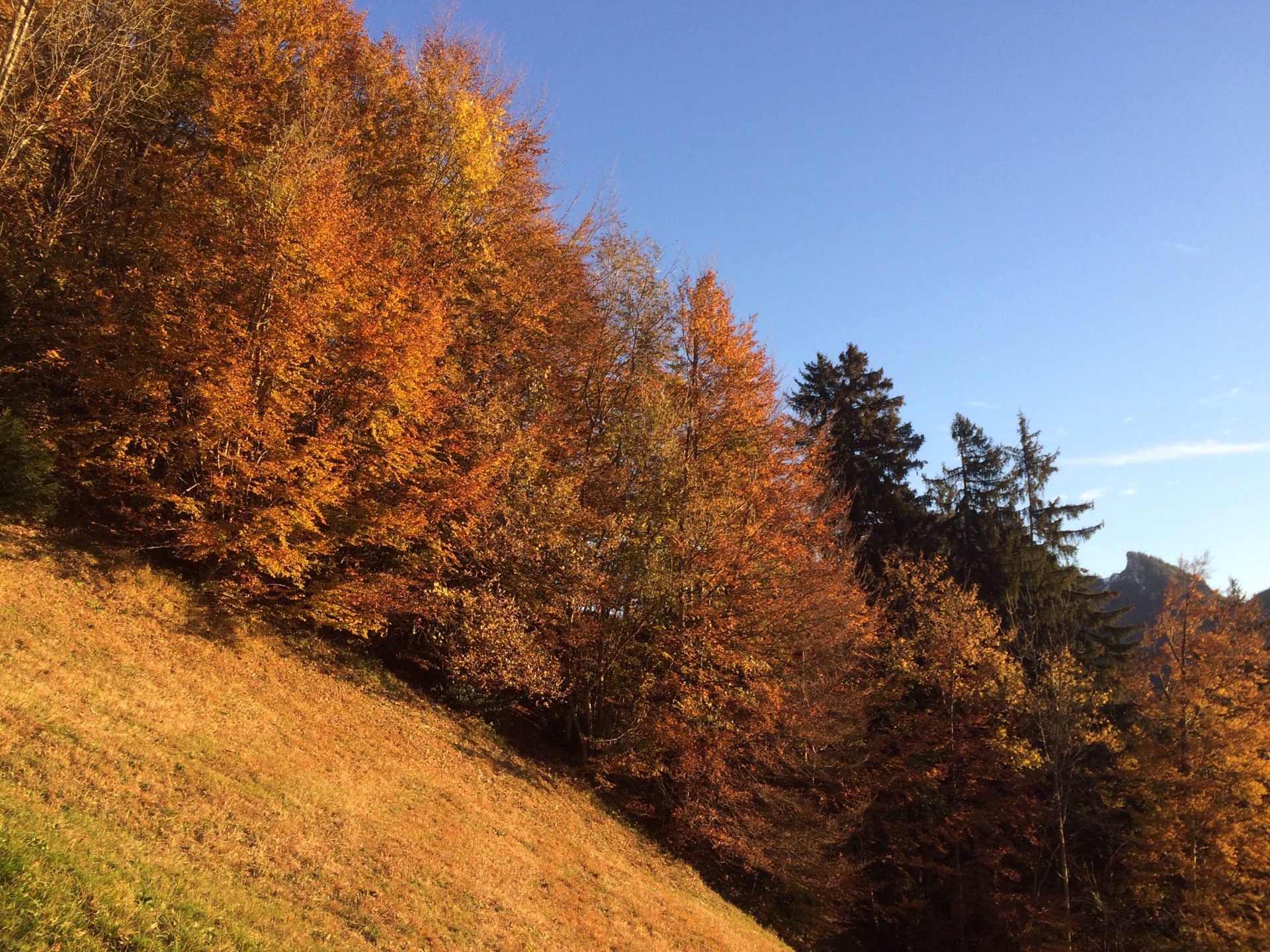 ...die Herbstbäume leuchten im Morgenrot